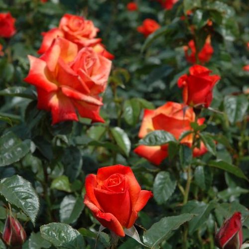 Żółto - pomarańczowy - Róże pienne - z kwiatami hybrydowo herbacianymi - korona równomiernie ukształtowana